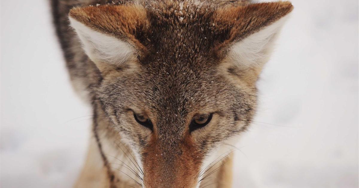 Algorithmic Authenticity: Humanizing Automated SEO (2026) - Digital Marketing & SEO