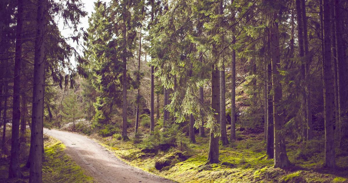 Automate Raspberry Pi Projects: Python & API Integration - Technology Tutorials