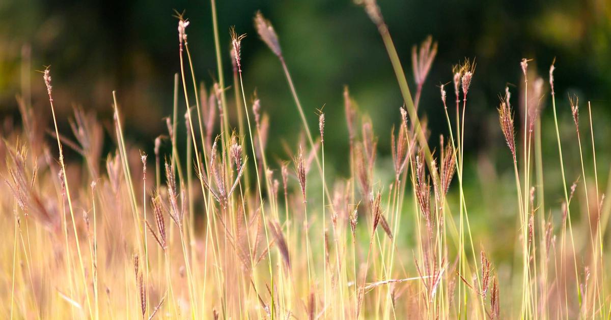 Automate Social Media Posting: Python & APIs (2026) - Technology Tutorials