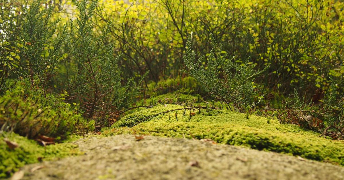 Automated Data Breach Simulation: Proactive Cyber Defense - Cybersecurity