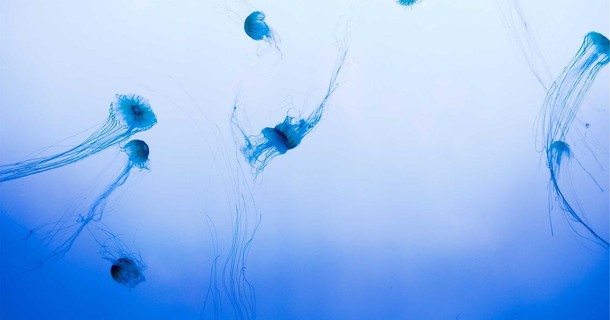 Automated Data Extraction: Python, APIs, and No-Code Tools - Technology Tutorials