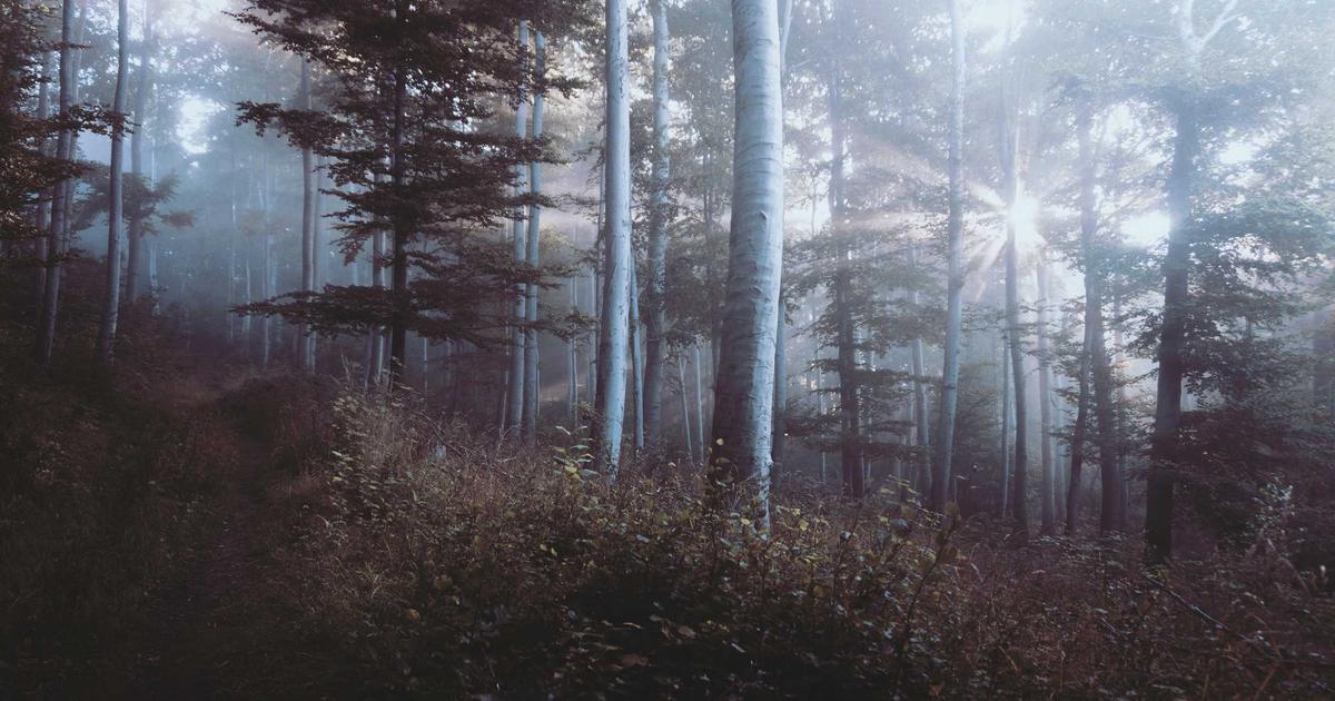 Cybersecurity for AI: Protecting Your Automated Systems - Cybersecurity