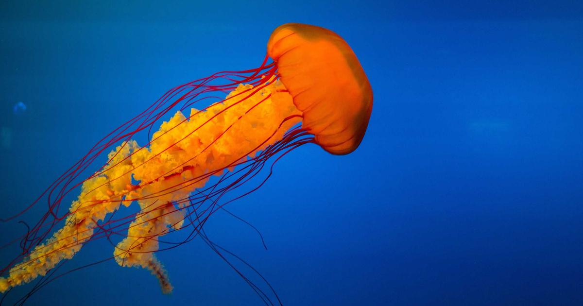 Omnichannel Domination: SEO, Social, Email United 2026 - Digital Marketing & SEO