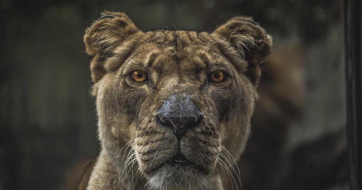 SaaS Consolidation: AI-Powered Tools to Streamline Your Stack - SaaS & Software