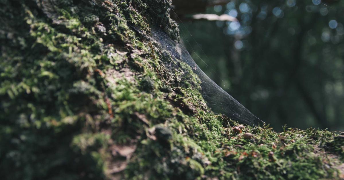 Build a Smart Home Dashboard: No-Code API & Python - Technology Tutorials